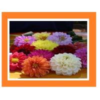 ราคา เมล็ดดอกรักเร่ปลูกง่ายหลากสี ซอง30 40เมล็ด (9192969554)
