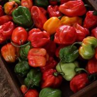 ราคา 20 เมล็ด พริกที่เผ็ดที่สุดในโลก พริกปีศาจ พริก ทานได้ ปลูกได้ทุกที่ Ghost Pepper Chilli Seeds สายพันธุ์ Habanero Pepper (21353571688)