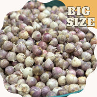 ราคา สดจากฟาร์ม กระเทียมโทน คัดพิเศษ ลูกใหญ่ ราคาถูก ราคาส่ง (21030083742)