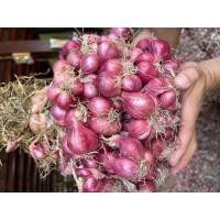 ราคา หอมแดง ศรีสะเกษ หอมแดงแท้ หอมใหม่ต้นฤดู คละไซด์ ราคาต่อ 1 กิโล (21313456382)