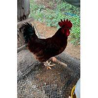 ราคา ไก่ไข่ไข่เชื้อ โร๊ดไอส์แลนด์ เชื้อดีเชื้อแข็งแรง3ฟอง100บาท จัดโปรโมชั่น (20507767485)