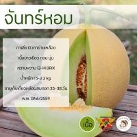ราคา เมล็ดเมล่อนกาเลียพันธุ์จันทร์หอม 100 เมล็ด ตราพยัคฆ์ติดปีก เมล็ดเมล่อน กาเลีย เมล่อนเนื้อเขียว เมล็ดพันธุ์ เมล็ดผลไม้ เมล่อน เมล็ดพันธุ์ผัก (13432806082)