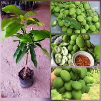 ราคา ต้นมะม่วงเบาใต้แท้หรือที่คนเรียกว่ามะม่วงเบาเป็นมะม่วงที่กินดิบได้ทั้งคาวและหวาน ออกลูกเร็วสายพันธุ์แท้100 ปลูกตามธรรมชาติไม่มีสารเคมีใดๆลูกอ่อนจะกรอบมาก เนื้อสีขาว ลูกดก พันธุ์ดี ขนาดต้น 60 70ซม ต้นพ