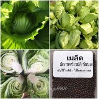 ราคา เมล็ดพันธุ์ ผักกาดเขียวปลี กรีนบอล ผักกาดเขียว 700 เมล็ด 10 แถม 1 คละได้ (20768733211)