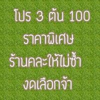 ราคา ต้นไม้มินิมอล ต้นไม้ปลอม 3ต้น 100 ตั้งโต๊ะทำงาน โต๊ะเรียน แต่งห้อง แต่งโต๊ะทำงาน แต่งบ้าน พร้อมส่ง ทำเองหมด (16345667354)