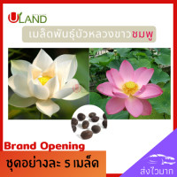 ราคา Uland เมล็ดพันธุ์บัวหลวงขาว ชมพู อย่างละ 5 เมล็ด บัวหลวง บัวหลวงขาวดอกใหญ่ เมล็ดดอกบัว ดอกบัวไหว้พระ บัวหลวง บัวกินฝัก (14304209414)