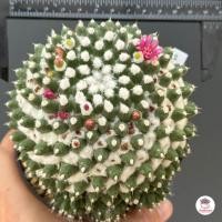 ราคา แมมอิรุซามุ แมมปุยหิมะ กระถาง 2 5 นิ้ว Mammillaria bucareliensis Erusamu แคคตัส กระบองเพชร cactus succulent (16119606078)