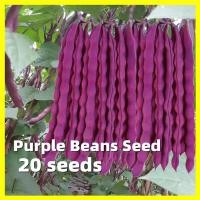 ราคา เมล็ดพันธุ์ ถั่วแขกม่วง Purple Beans Seed งอกง่าย 20เมล็ด ซอง ปลูกง่าย ปลูกได้ทั่วไทย High Yield Purple String Bean Seeds for Planting Autumn Purple Beans Plants Seeds เมล็ดพันธุ์ผัก เมล็ดผัก ผักสวนคร