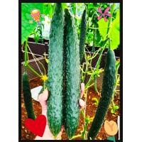 ราคา แตงกวาญี่ปุ่น (21185842267)