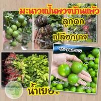ราคา กิ่่งตอนมะนาวพันธุ์แป้นพวงบ้านแพ้วชุด 4 กิ่ง (15012493882)