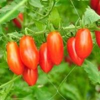 ราคา เมล็ดพันธุ์ มะเขือเทศราชินี มะเขือเทศ เชอรี่ สีแดง ทานสด ตัวเลือก 9 110 เมล็ด 10 เเถม 1 คละได้ (21085621870)