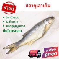 ราคา ส่งเร็ว ปลากุเลาเค็ม ปลากุเลาตากใบ ปลากุเลาหอม ปลากุเลาทอด ไม่เค็มมาก salted fish ปลากุเลาหอม ปลาแห้ง อาหารทะเลแห้ง ปลาเค็ม ปลาแดดเดียว (10302607919)