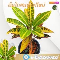 ราคา ต้นโกสนเชียงใหม่ กระถาง 6 นิ้ว ไม้ประดับไม้จัดสวน ส่งพร้อมกระถาง (20694230983)