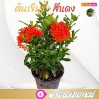 ราคา ต้นเข็มรั้วดอกสีแดง กระถาง 6 นิ้ว ส่งพร้อมกระถาง ไม้ดอกไม้จัดสวน (20499560854)