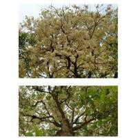 ราคา ต้นพยอม30 40เซน 1ชุดมี10ต้น (14771041688)