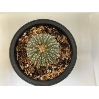 ราคา แอสโตรไฟตัม ASTROPHYTUM no 14 11 (20776151076)