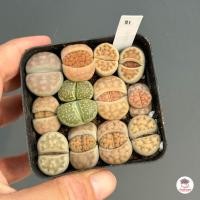 ราคา ไลทอป Lithop Mix แคคตัส กระบองเพชร cactus succulents (20912784586)
