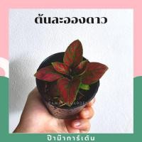 ราคา ต้นละอองดาว ในกระถาง 3 นิ้ว ไม้รำไร ใบสวย (17297818922)