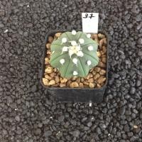 ราคา Astrophytum แคคตัส กระบองเพชร AA03 (17807235377)