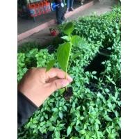 ราคา ต้นกล้า พริกชี้ฟ้า พริกหนุ่มเขียว มะเขือม่วงลิง ต้นกล้าพร้อมปลูก (4265954022)