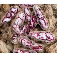 ราคา เมล็ดพันธุ์ ถั่วลิสงลายเสือ พันธุ์ถั่วเสือ ถั่วดิน ถั่วจัมโบ้ 10 แถม 1 คละได้ (20767466584)