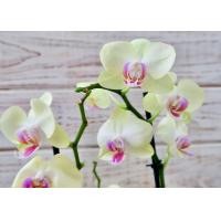ราคา 30 เมล็ดพันธุ์ เมล็ดกล้วยไม้ ฟาแลนนอปซิส Phalaenopsis Orchids Orchid flower seed อัตราการงอก 80 85 (11768701928)