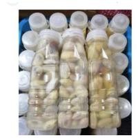 ราคา สะตอดองใต้ (19710800496)