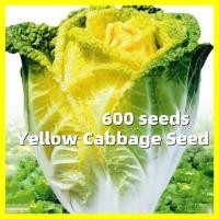 ราคา เมล็ดผักกาดขาวจีน Yellow Cabbage Seed บรรจุ 600 เมล็ด คุณภาพดี ราคาถูก ของแท้ 100 Early Mature Yellow Heart Chinese Cabbage Seeds Vegetable Seeds for Planting Vegetable Plants เมล็ดพันธุ์ผักกาดขาวปลี 