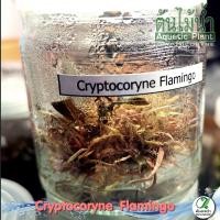 ราคา Cryptocoryne Flamingo คลิปฟลามิงโก ต้นไม้น้ำ 2 แบบ (19784711476)