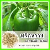 ราคา พร้อมส่ง รหัส 114 เมล็ดพันธุ์ OP แท้ พริกหวานแคลิฟอร์เนียสีเขียว Green Sweet Pepper เมล็ดนำเข้า เมล็ดพริก ผัก พริกหวาน เมล็ดพันธุ์ผัก (8338126657)