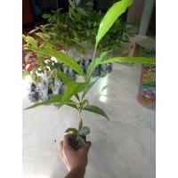 ราคา ต้นมั่งมี30 40เซนติเมตร ชุด 10 ต้น 350 บาท (9954136795)