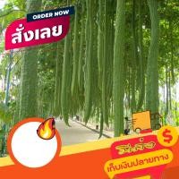 ราคา เมล็ดบวบหอมยาว ปลูกประดับได้กินก็อร่อย บรรจุซองละ 30 เมล็ด (18855532758)
