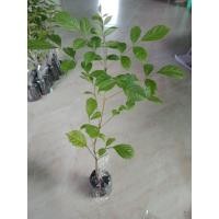 ราคา ต้นแคนา20 30เซน 1ชุดมี10ต้นแถมฟรี1ต้น200บาท (16145913691)