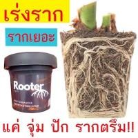 ราคา ดาวเรืองฝรั่งเศส คละสี ถูกที่สุด 10 บ เมล็ดพันธุ์ดาวเรืองฝรั่งเศสคละสี 10 เมล็ด งอกง่าย โตไว ดอกดกสวย (20799206340)