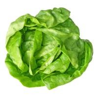 ราคา 50 เมล็ด เมล็ดผัก ผักสลัด บัตเตอร์เฮด ผักสลัดใบเขียว Butterhead Lettuce สวนครัว เหมาะแก่การทำสวน ระยะเก็บเกี่ยวเร็ว Fruit and Vegetable Seeds (21288292839)