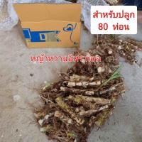 ราคา หญ้าหวานอิสราเอล ท่อนพันธุ์สำหรับปลูก80ท่อน ปลูกหญ้าขาย อาหารสัตว์ลดต้นทุนเป็ดไก่ห่าน หญ้าหวานโปรตีนสูง20 (20697648127)