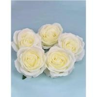 ราคา พร้อมส่ง หัวดอกกุหลาบ กุหลาบ กุหลาบบาน ดอกไม้ปลอม หัวกุหลาบ กุหลาบปลอม หัวกุหลาบ ไร้กาน ราคาต่อ1ดอก (13093534607)