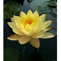 ราคา เมล็ดบัวดอกสีเหลือง ดอกใหญ่ ของแท้ 100 เมล็ดพันธ์ุบัว ดอกบัว ปลูกบัว เม็ดบัว สวนบัว Lotus Waterlily seeds 8 เมล็ด (21008822839)