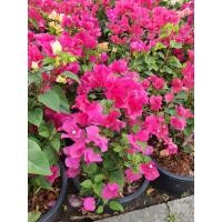 ราคา ต้นเฟื่องฟ้า ดอกสีชมพู ในกระถาง10นิ้ว (17668422727)