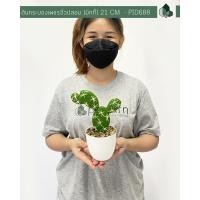 ราคา ต้นกระบองเพชรจิ๋วปลอม พร้อมกระถางสีขาว พร้อมส่ง (14256617827)