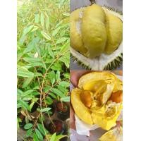 ราคา ต้นทุเรียนก้านยาวแท้แบบเสียบยอดขนาด 75 90 ซม ทุเรียนพันธุ์ก้านยาว เป็นพันธุ์ที่มีราคาแพง หากินยาก และมีรสชาติหวานมันกลมกล่อม ลักษณะเด่นของพันธุ์นี้คือก้านจะยาวกว่าทุเรียนพันธุ์อื่น (18131563617)