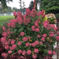 ราคา 20 เมล็ด เมล็ดไฮเดรนเยีย Hydrangea Seeds ดอกไม้ที่สื่อถึงความเข้าใจ ความซื่อสัตย์ สายพันธุ์ Fire Light (21086386616)