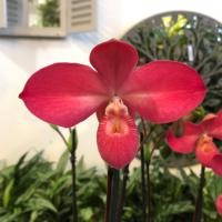 ราคา 20 เมล็ดพันธุ์ เมล็ดกล้วยไม้ กล้วยไม้ กล้วยไม้เอื้อง Phragmipedium Orchids Orchid flower seed อัตราการงอก 80 85 (11650898880)