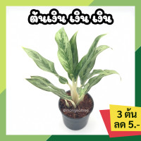 ราคา โปร 2 2 แพ๊ก 10 ต้น ต้นเงิน เงิน เงิน ไม้มงคล กระถาง 3 นิ้ว ต้นไม้นำโชค ต้นไม้ประดับ ฟอร์มสวย สีสวย ต้นแข็งแรง ต้นไม้ฟอกอากาศ (15937156609)