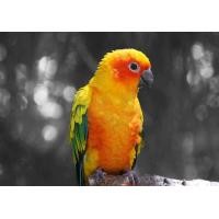 ราคา พิมพ์โปสเตอร์ผ้าไหมศิลปะรูปสัตว์นกแก้วดวงอาทิตย์ Conure 24X36นิ้ว0809 (19988097605)