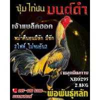 ราคา ไข่ไก่ชน พม่าตีหู ตีหักตีชัก เจ้าแบล๊คฮอค ร้านรับประกันเชื้อจัดส่งไว (21118390579)