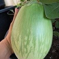 ราคา เมล็ดมะเขือเปราะยักษ์ 30 เมล็ด ซื้อ10แถม1 คละได้ (15789824136)