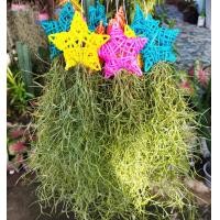 ราคา เคราฤาษี หนวดฤาษี ทิลแลนเซีย พืชฟอกอากาศ พร้อมแขวน ไม้รากอากาศ เลี้ยงง่าย เหมาะสำหรับตกแต่งบ้าน สวยๆ (15824920790)