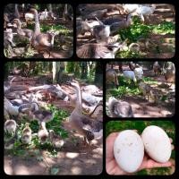 ราคา ไข่เชื้อห่าน ไข่ใหม่ สำหรับนำไปฟัก จำนวน1ฟอง Fermented eggs for incubation (10524384178)