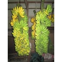 ราคา ต้นกล้วยสาวกระทืบหอ หน่อกล้วย พร้อมปลูกลงดินได้เลย จัดส่งพร้อมถุง 4 นิ้ว ลำต้นสูง 30 50 ซม (20986824874)